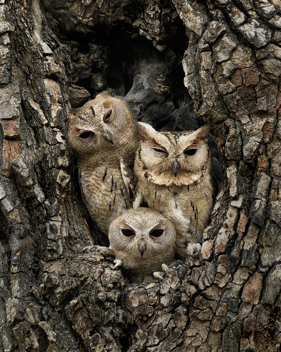 Inquisitive Owl family