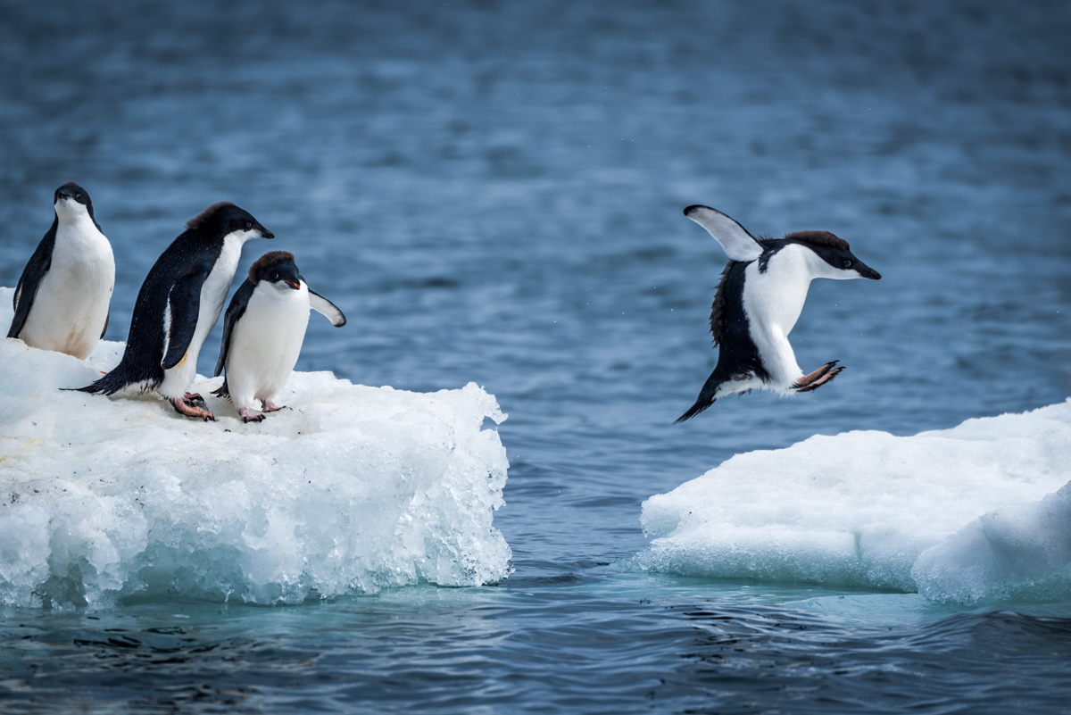 Adélie penguin jumping between two ice floes