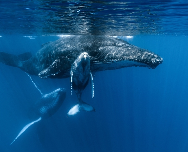 Les Baleines de La Réunion
