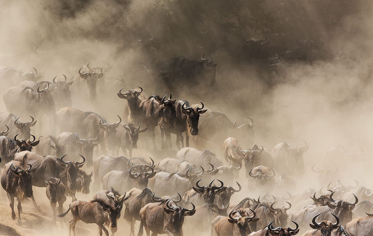 Herd of wildebeest in the dust