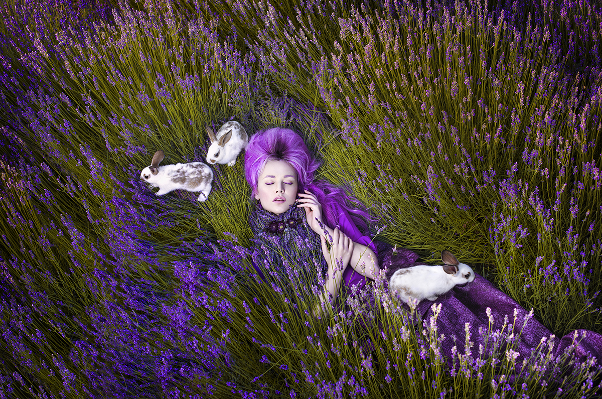 Dreams Made Of Lavender