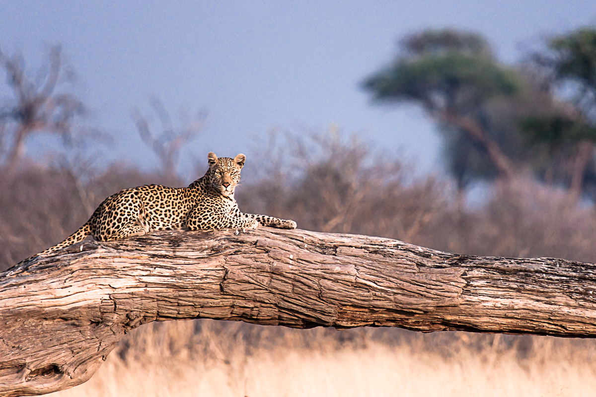Leopard sunbathing