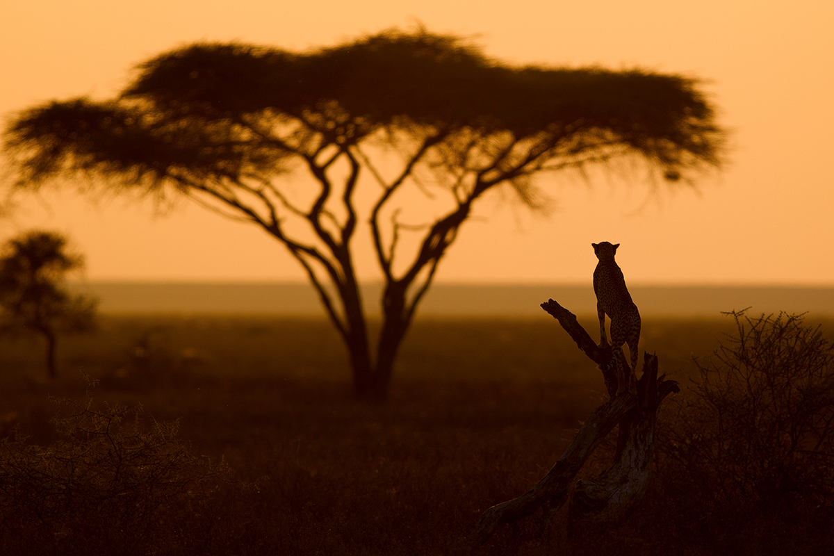 Cheetah investigatin landscape at Sunset