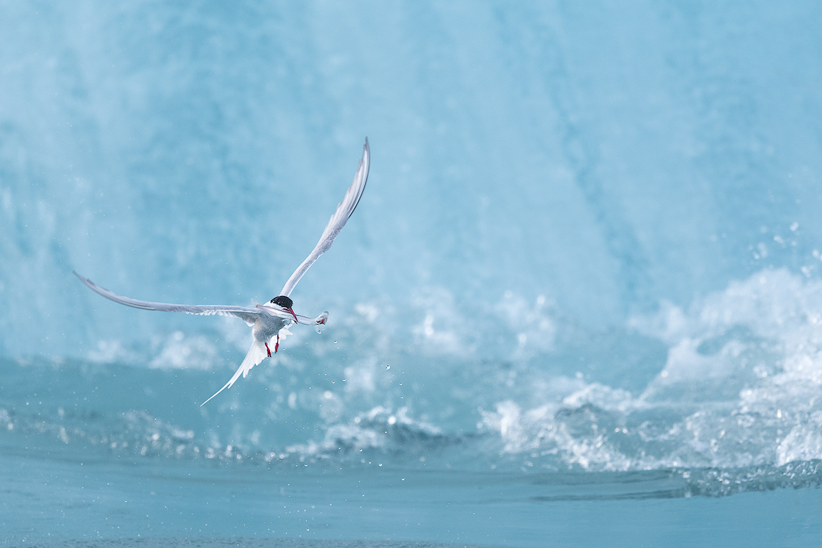 Arctic Tern