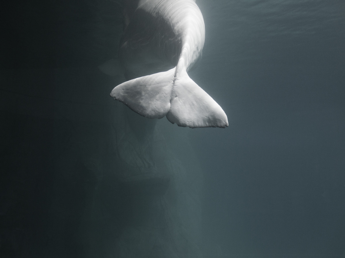 Arctic. L'Oceanographic, Valencia