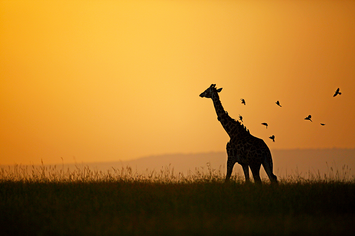 Giraffe & the Ox-peckers