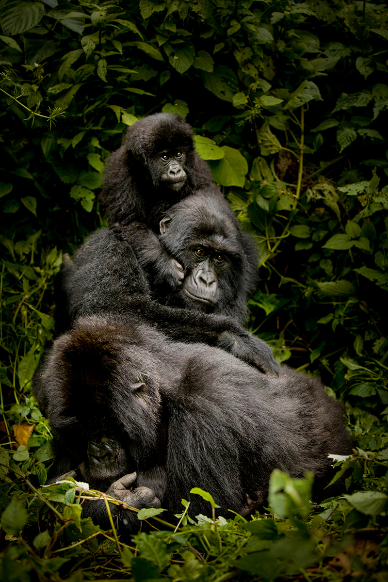 Virunga's Mountain Gorillas