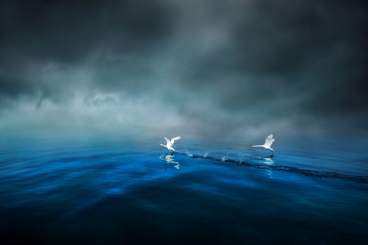 Swans of the cobalt blue lake