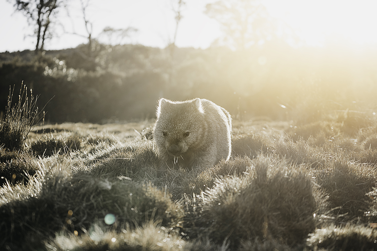 Wombat of Cradle Mountain