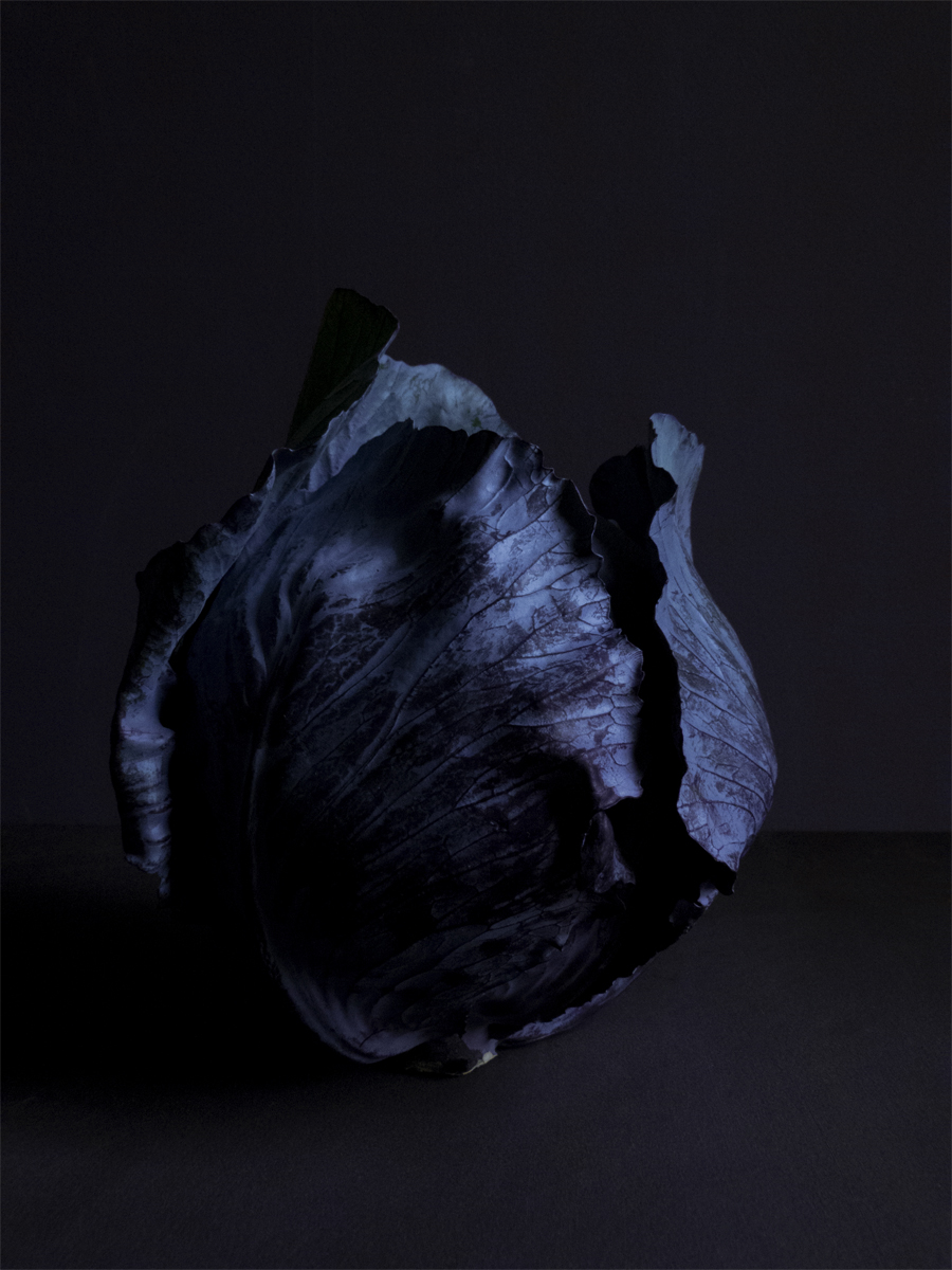 Red cabbage | Blue hour