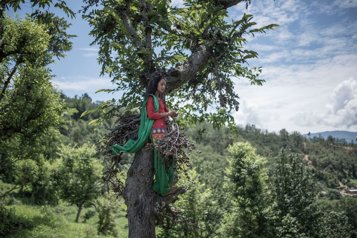 Surekha Perched Fruit Tree