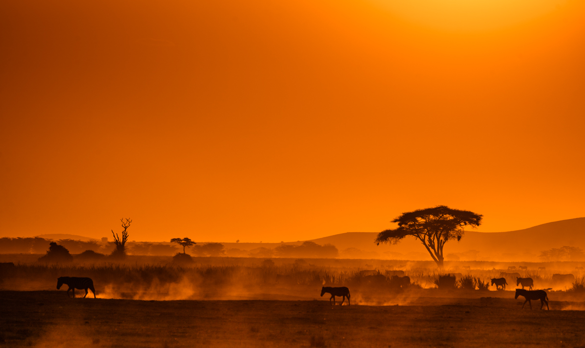 sunset with zebras in the dust