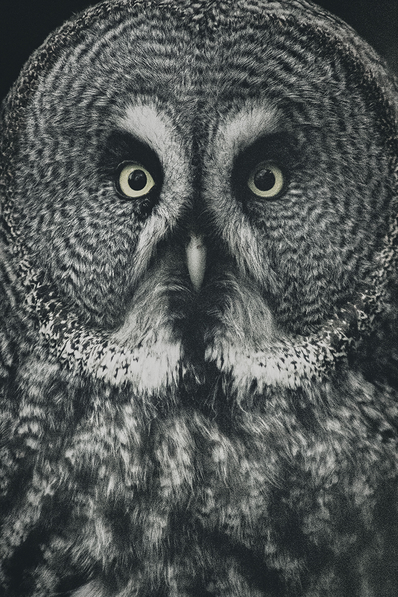 Portrait of great grey owl