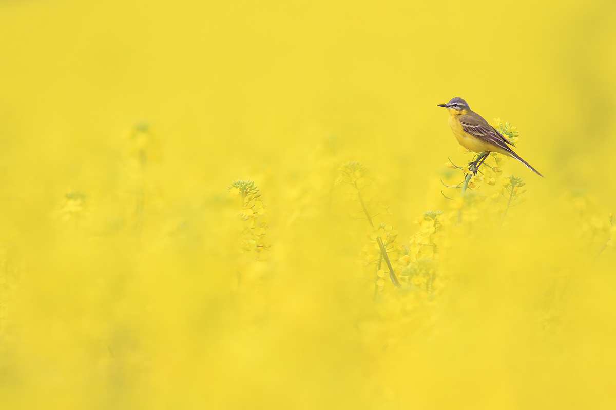 The Yellow Realm of Yellow Wagtail