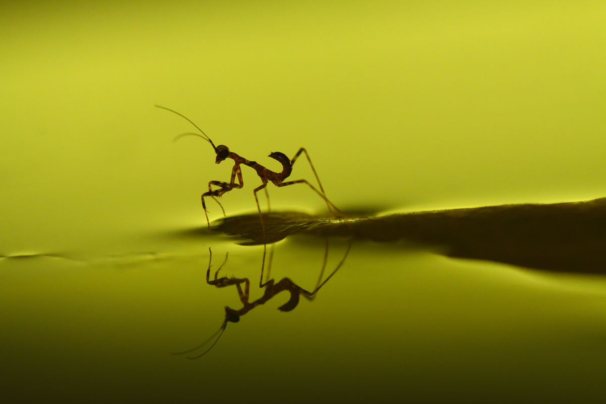 A wonderful world of the praying mantis