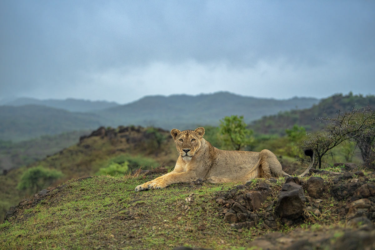 Indian Africa