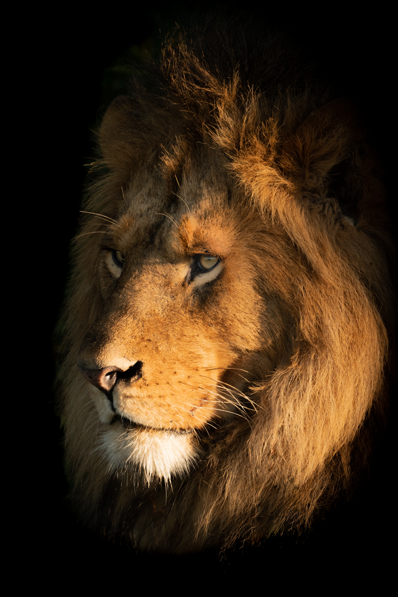 Close-up of male lion face in shadows