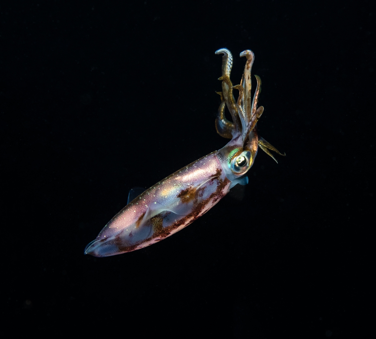 Caribbean Reef Squid at Night