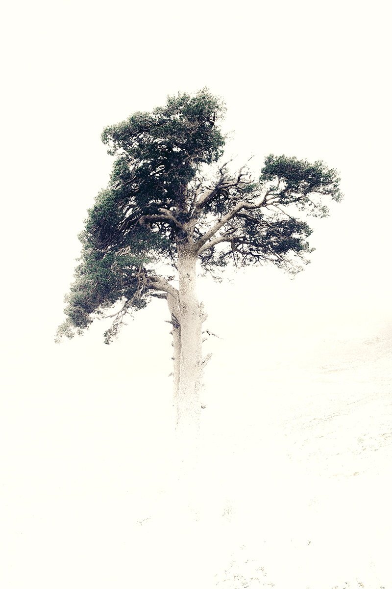 Lonely Pine