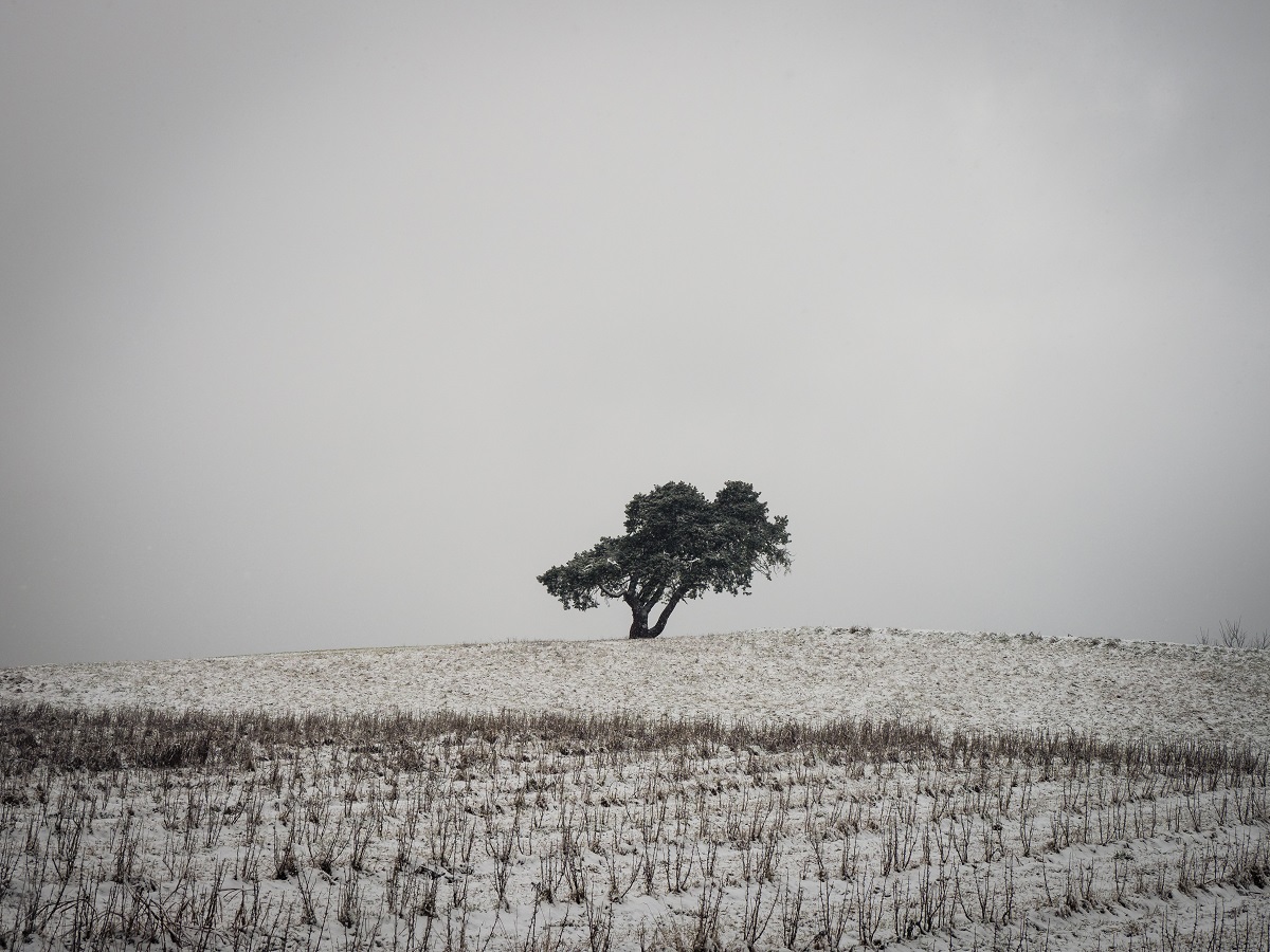 solitary tree