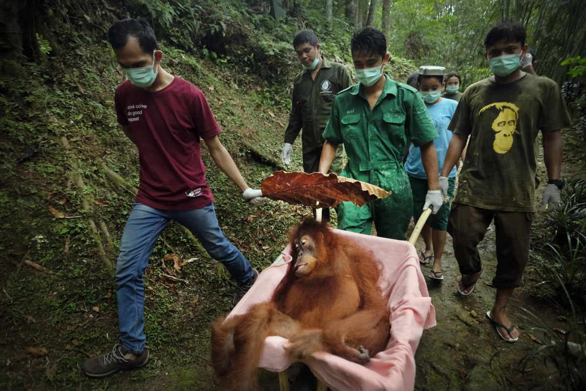 Saving Orangutans 5