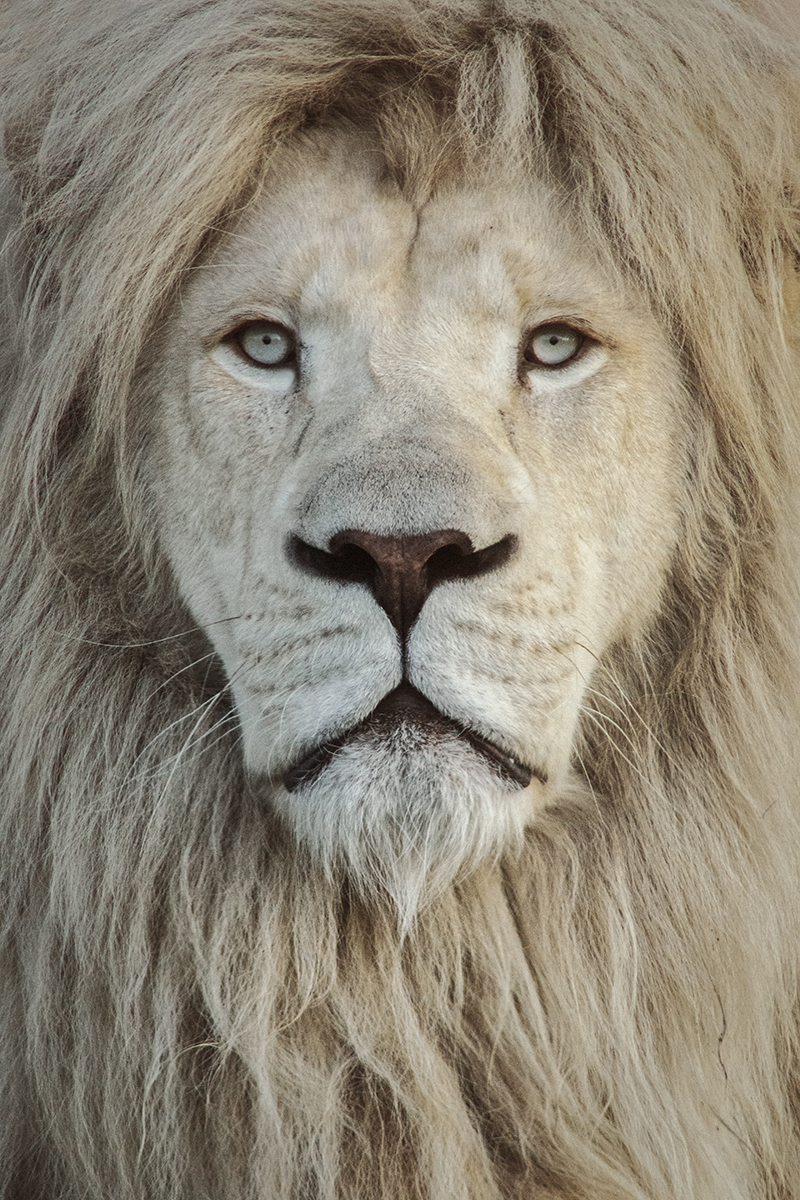 Portrait of white lion