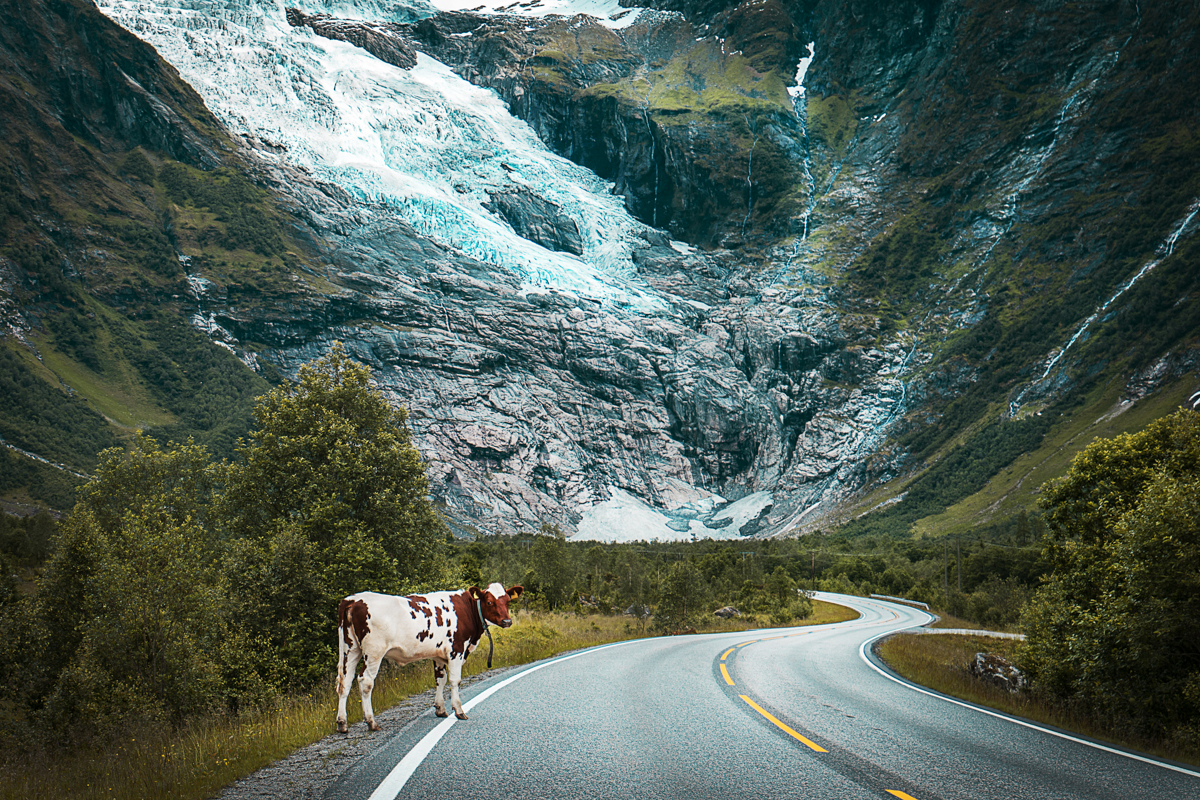 A curious cow with the glacier in the background. Norway
