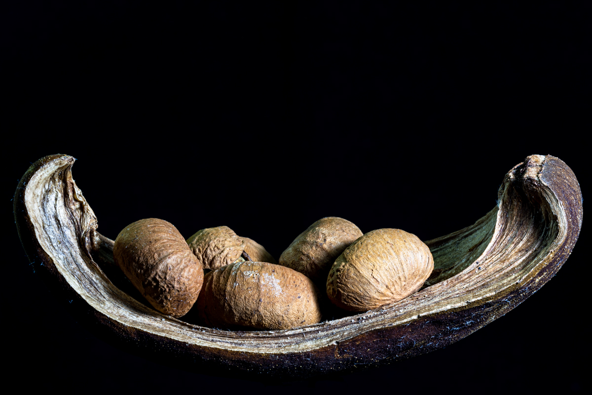 Seed canoe