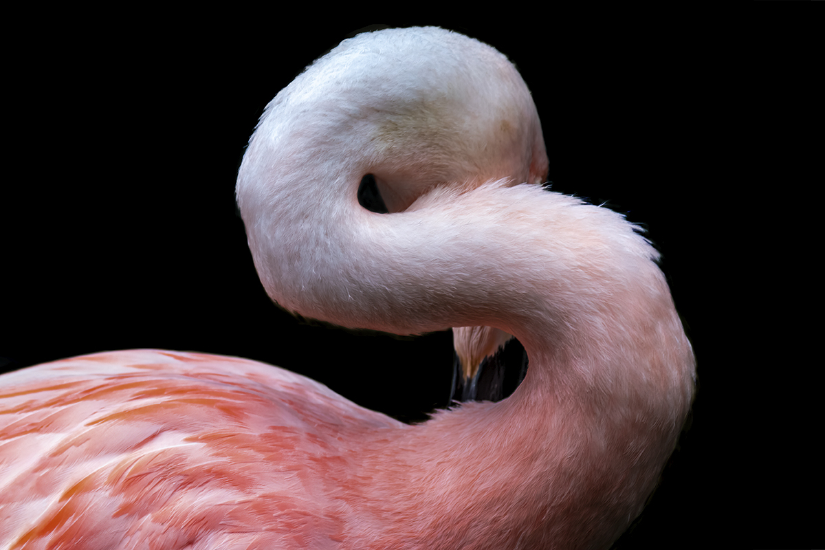 Flamingo Neck