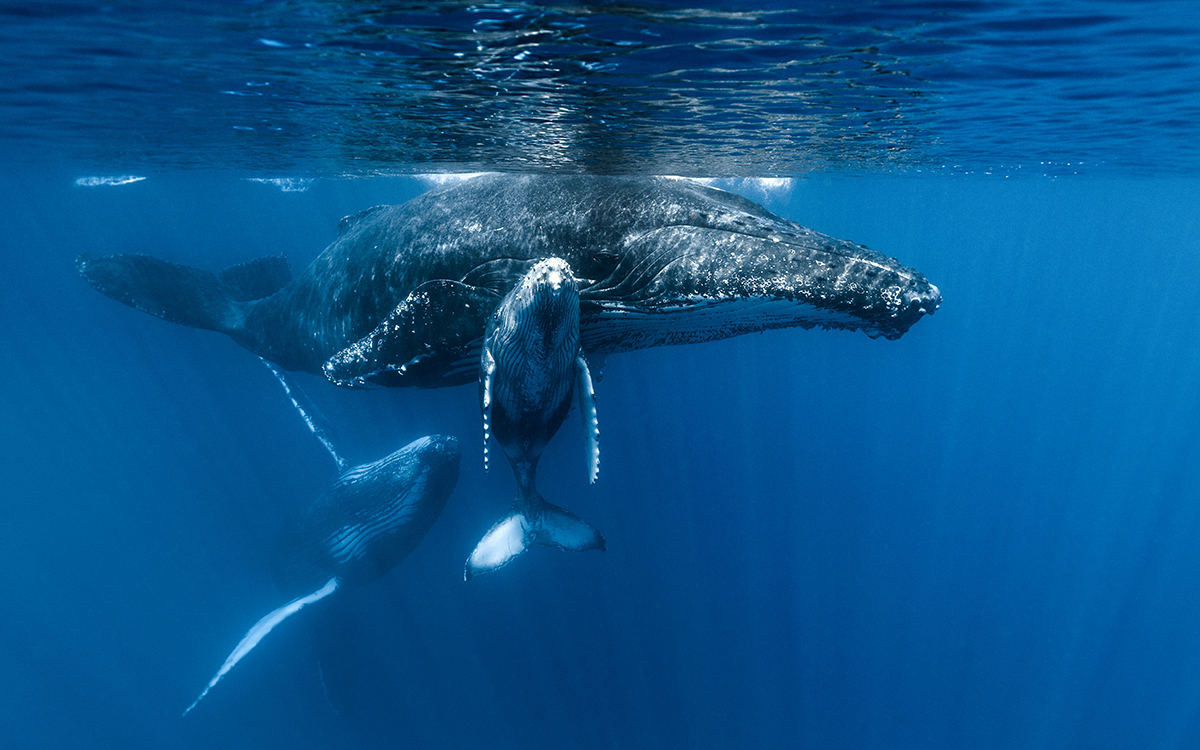 Les Baleines de La Réunion