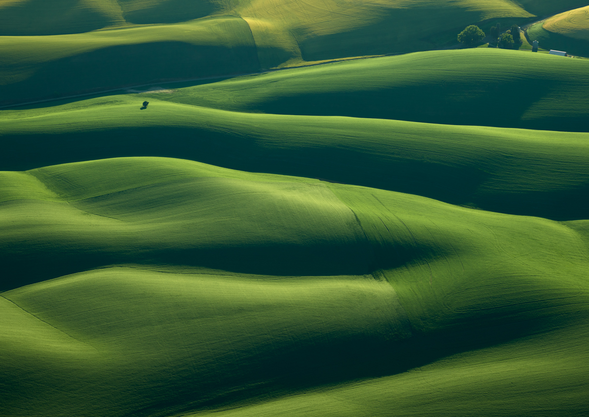 Palouse Tree