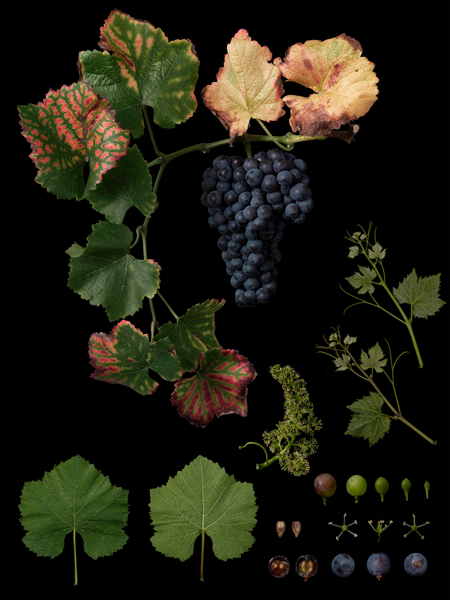 Vitis vinifera 'Pinot Noir'
