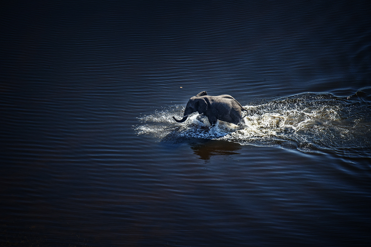Elephant cross the river3