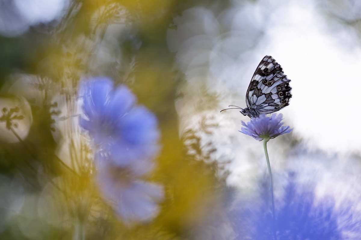 Flowers & Butterfly