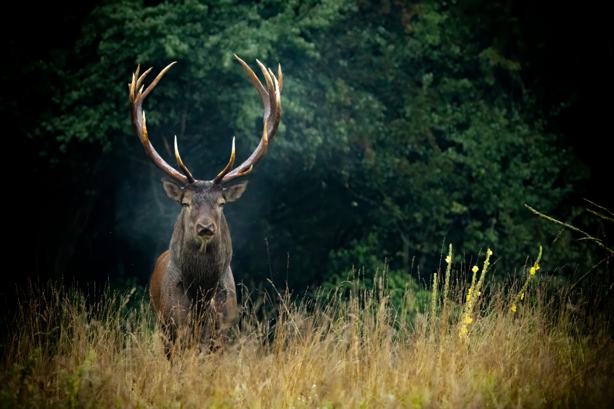Deer on his Meadow
