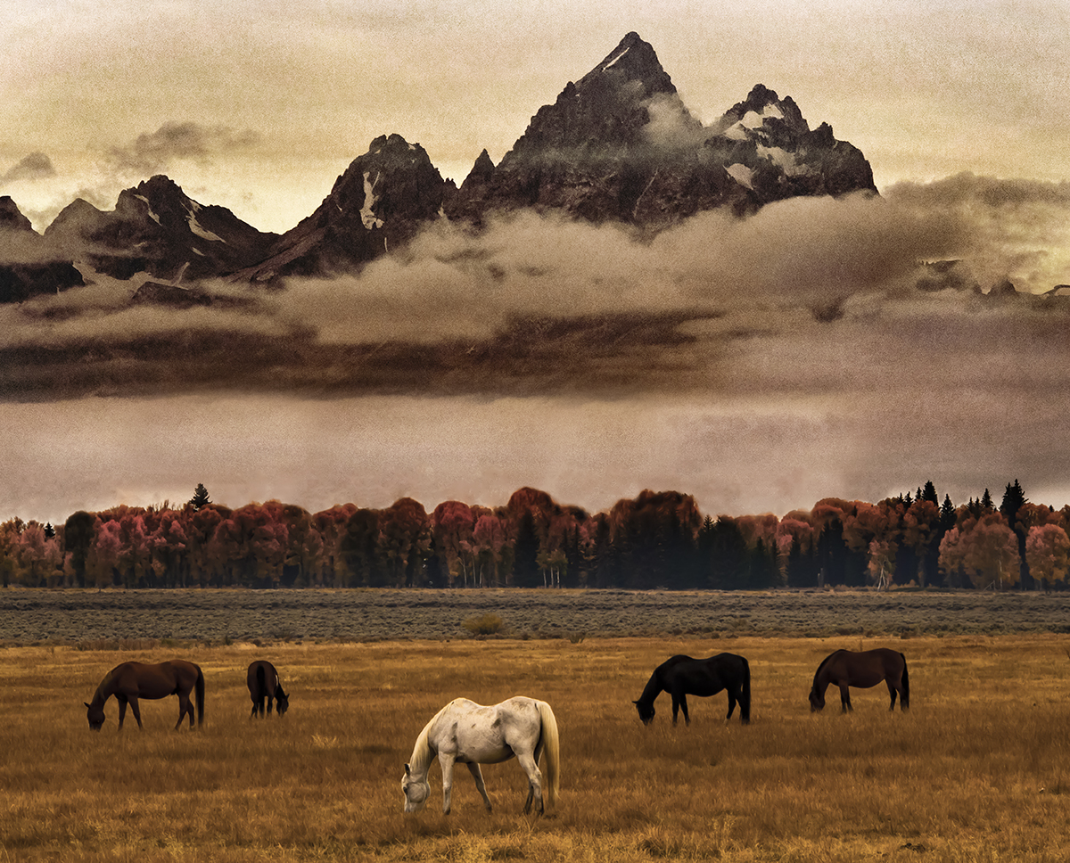 Teton Horses