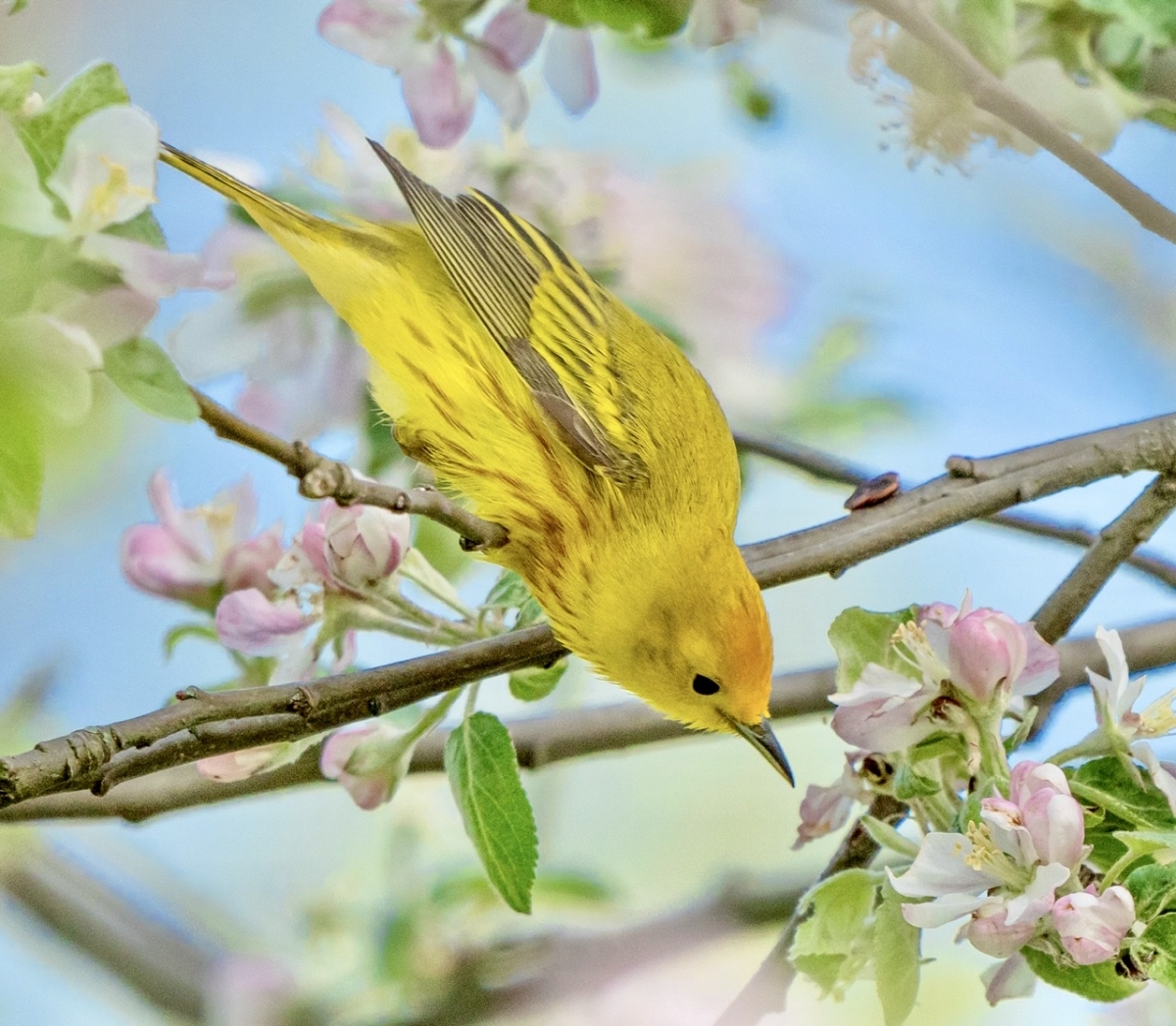 Yellow Warbler smelling crabapple blossoms 
