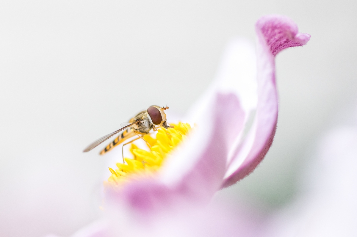 Syrphid on a boat