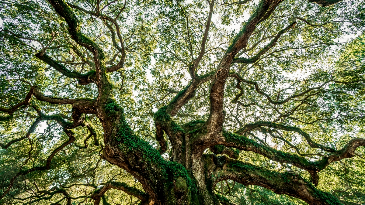 I Saw in Charleston a Live-Oak Growing