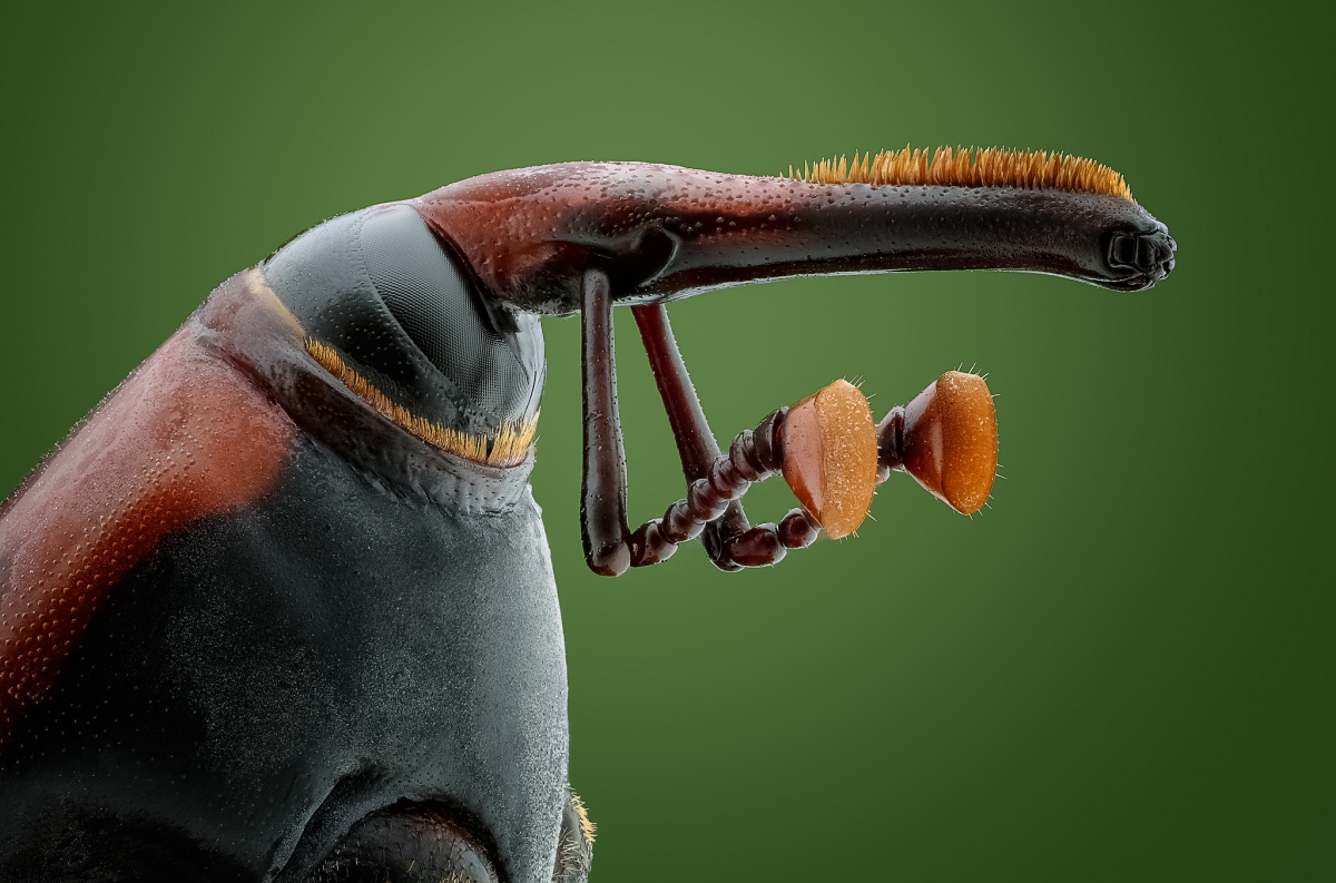 Red Palm Weevil aka The Boxer