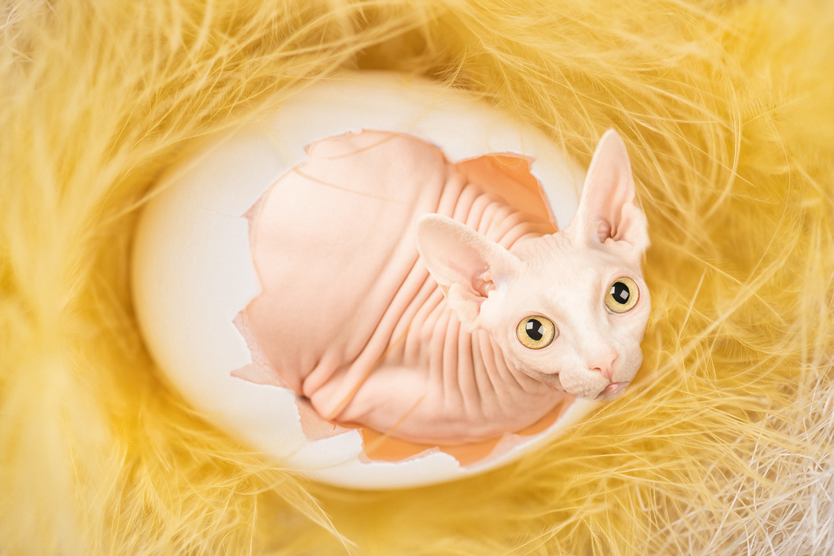 The Yolk of Faberge