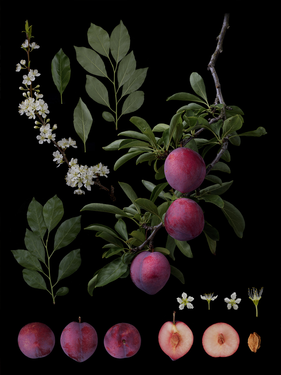 Prunus salicinca Lindl. 'Shiho' (As a fruit farmer and breeder）