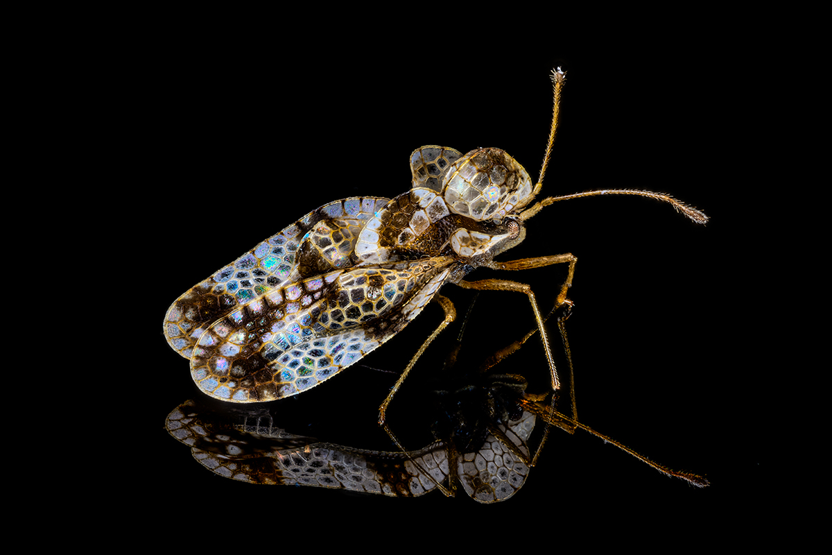 Lace bug (Hemiptera: Tingidae)