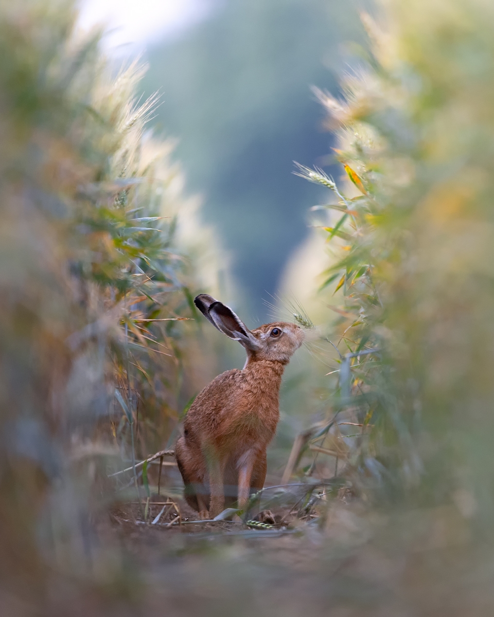 Brown hare in the grain