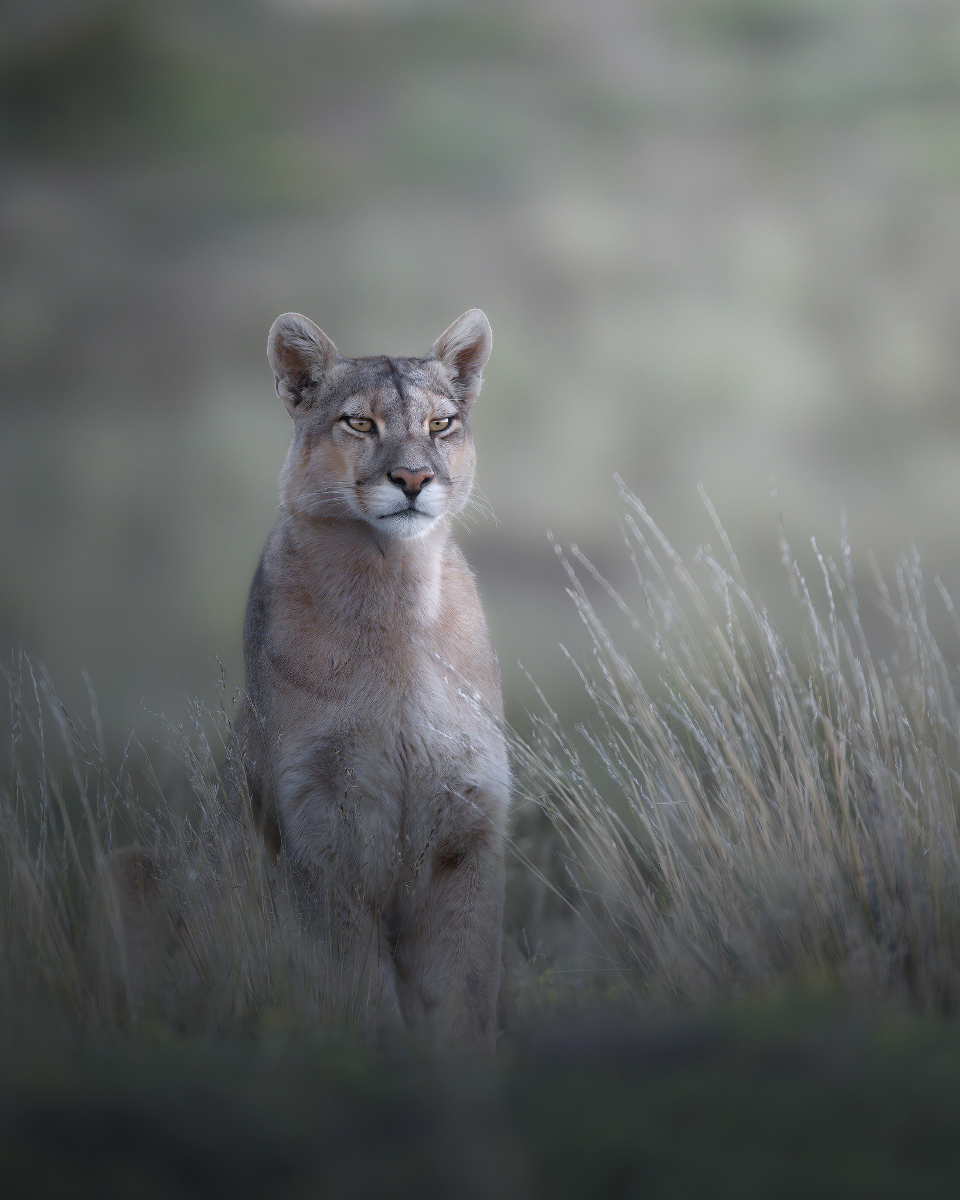 Chile the cougar is on the prowl