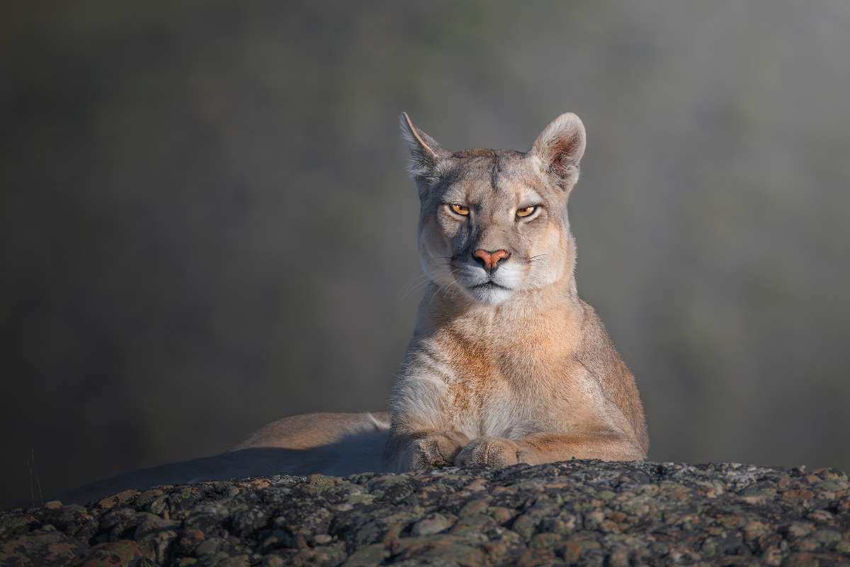 Royal portrait of a cougar