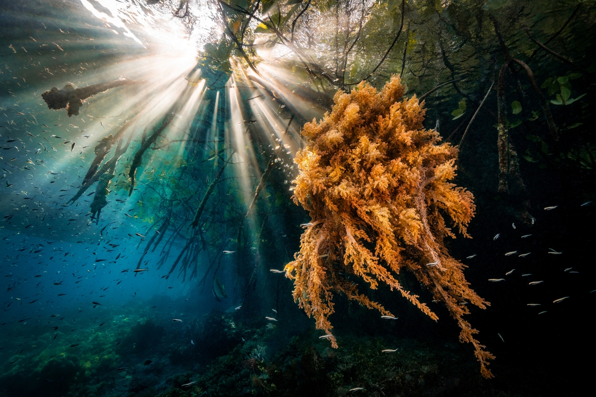 Underwater Bouquet