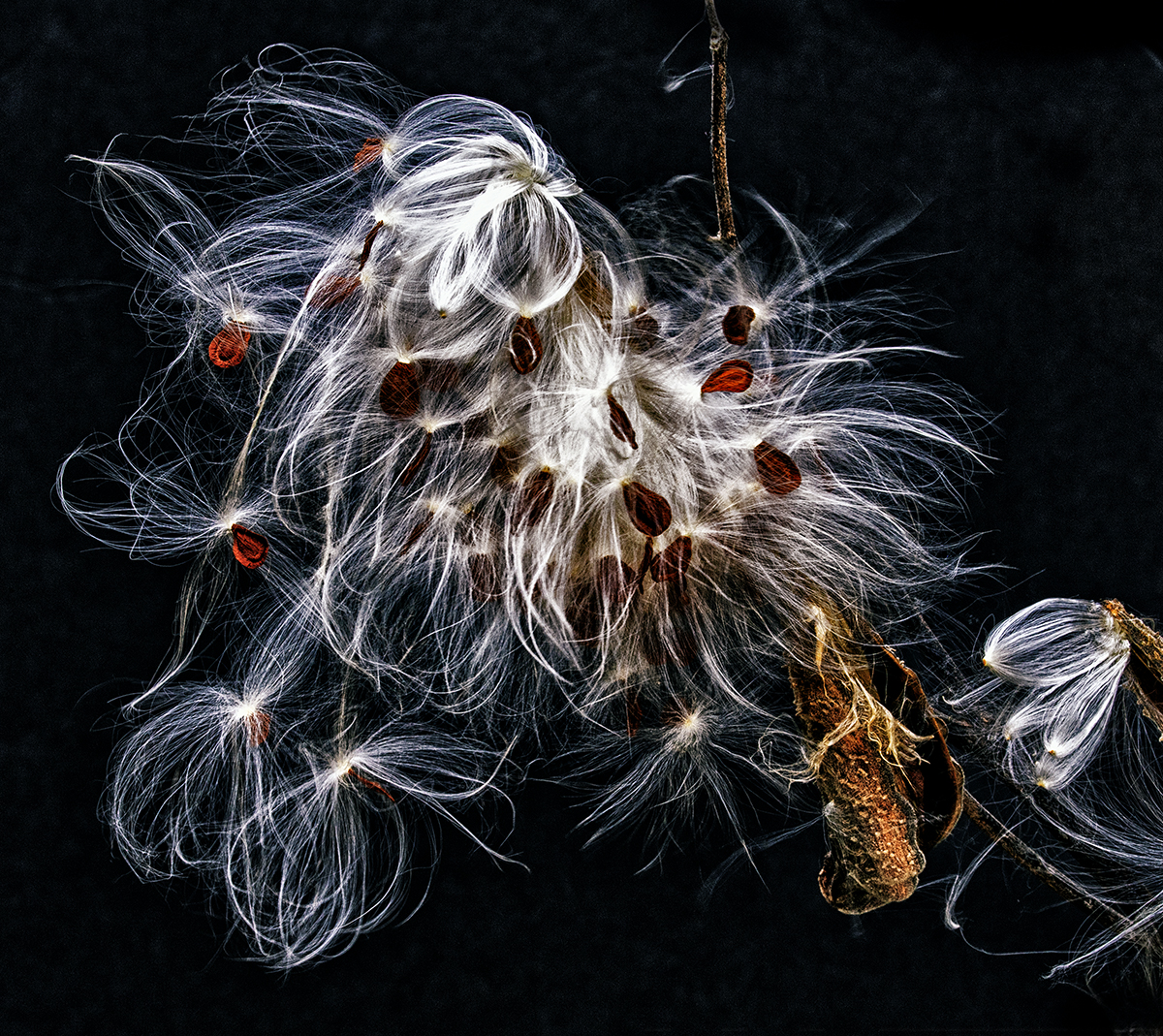 Milkweed Frenzy