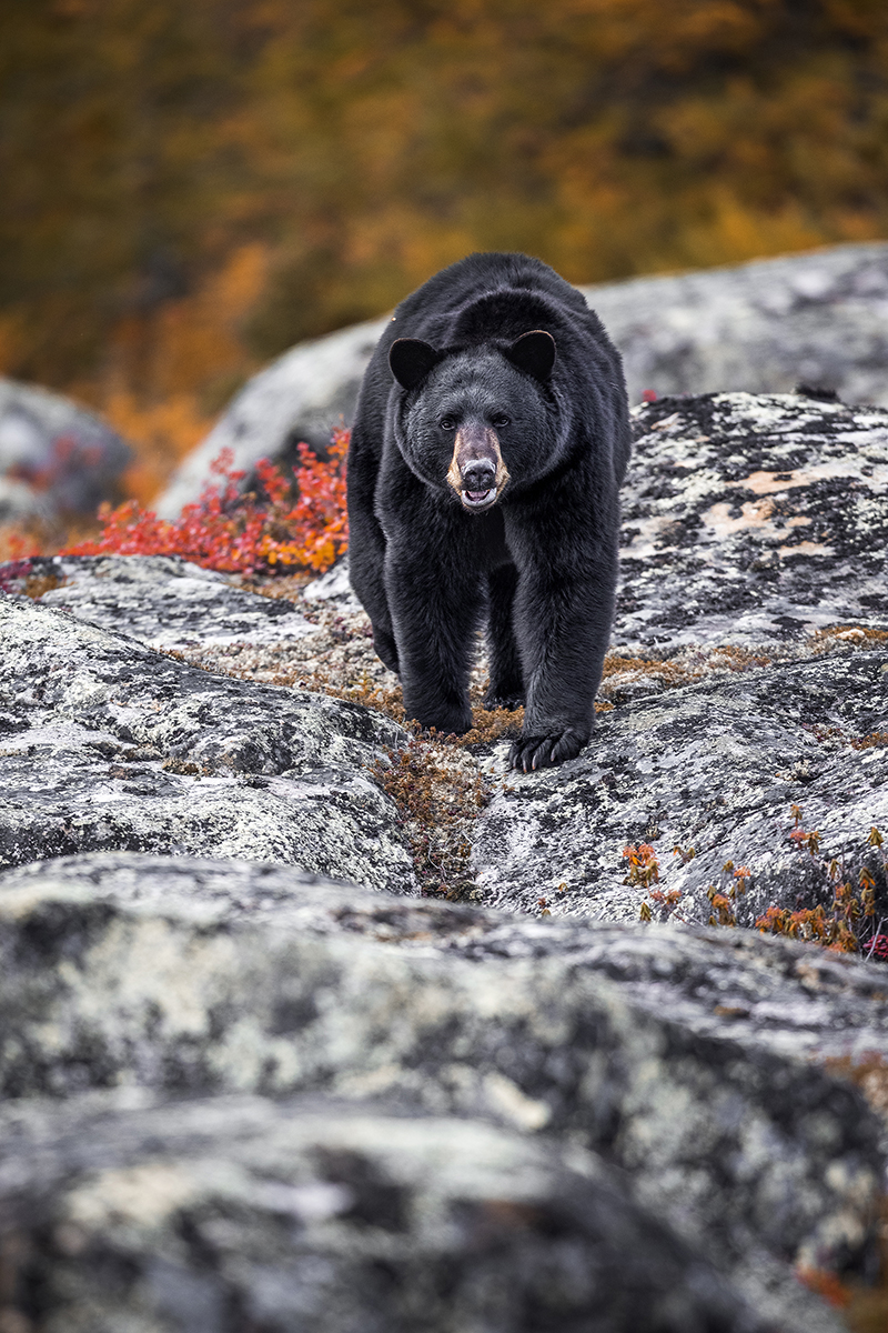 black bear