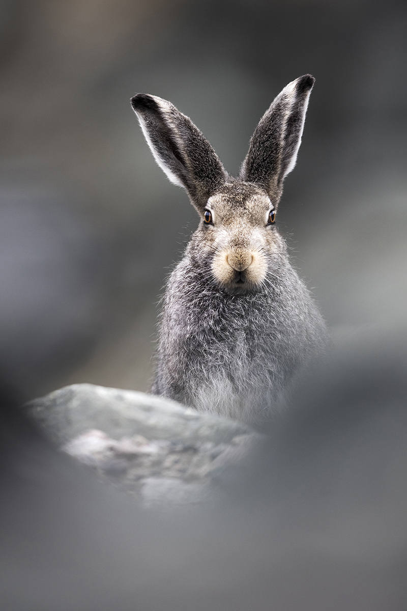 Artic hare